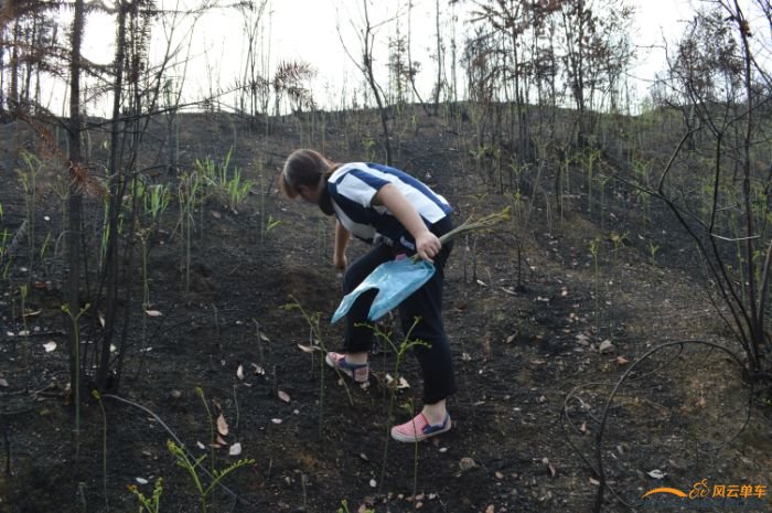 山岭上遭了火，春天雨一下，满山的蕨，完全不用找，摘就是了