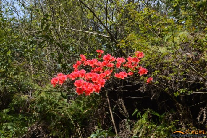 路边上看到的，好红的映山红