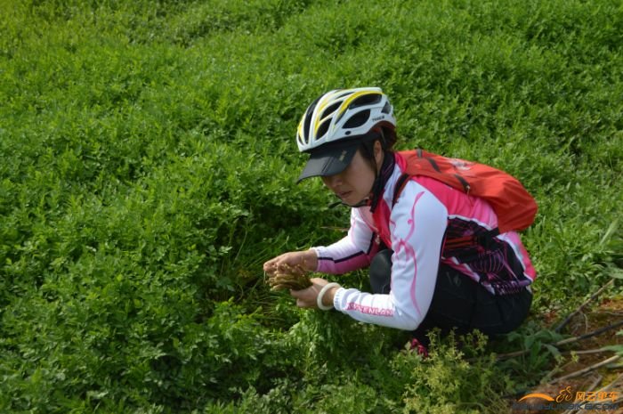 在摘路边田里的水芹菜