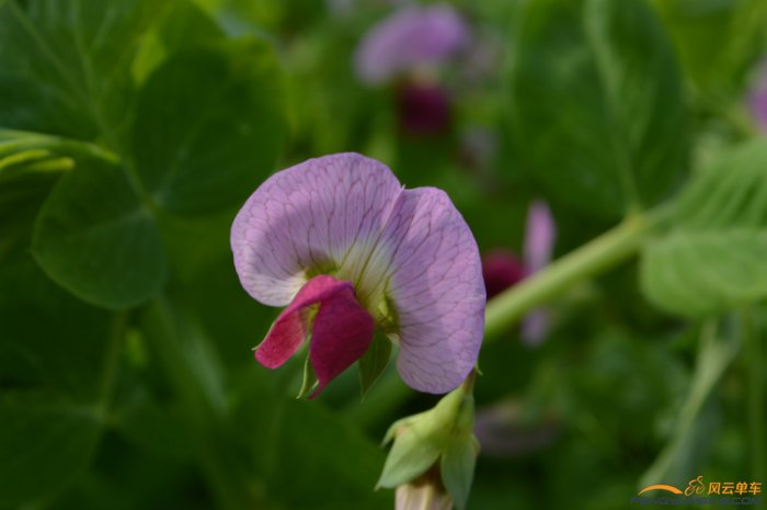 路上的豌豆花