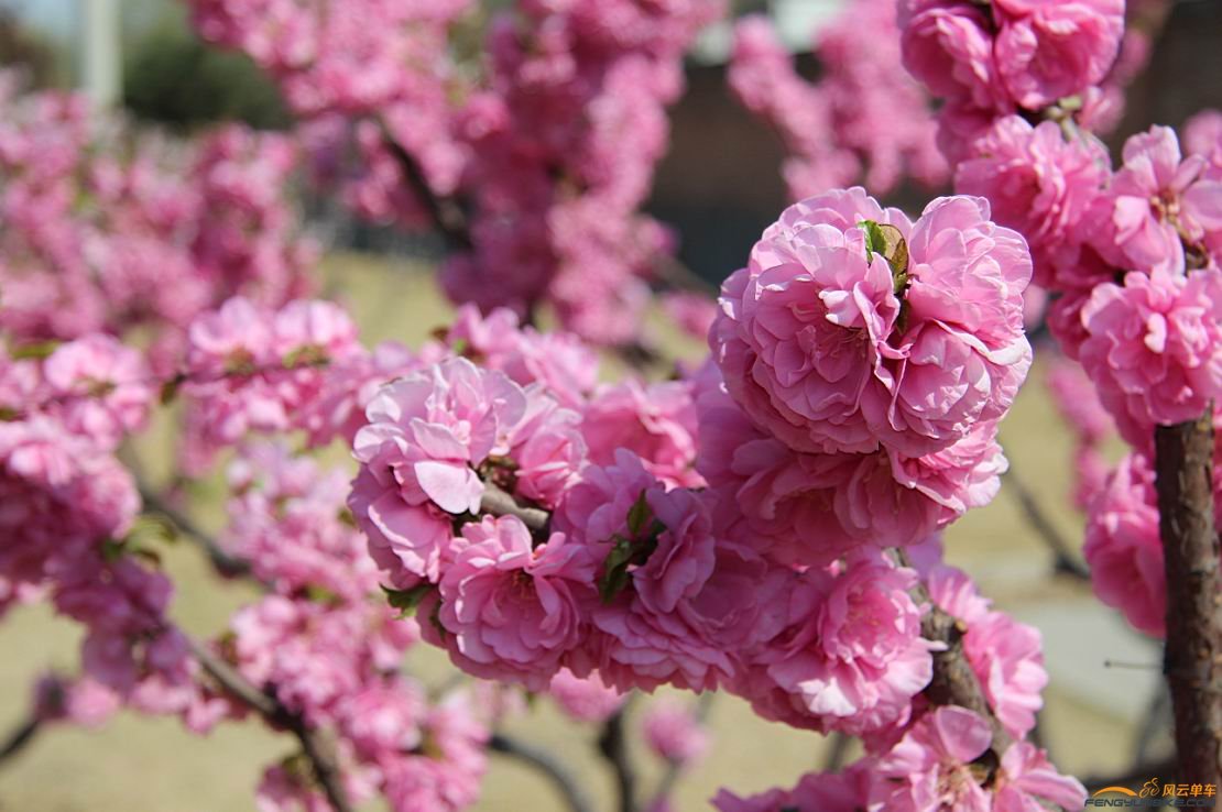 路边的桃花开得好美丽