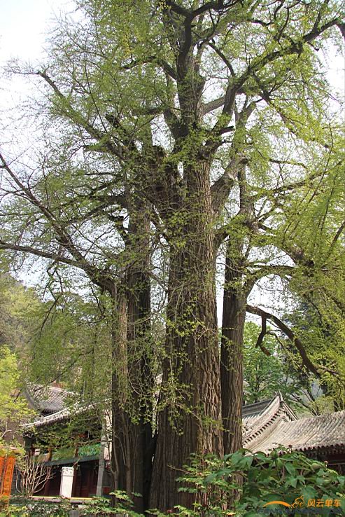 奇树。老高老高了。