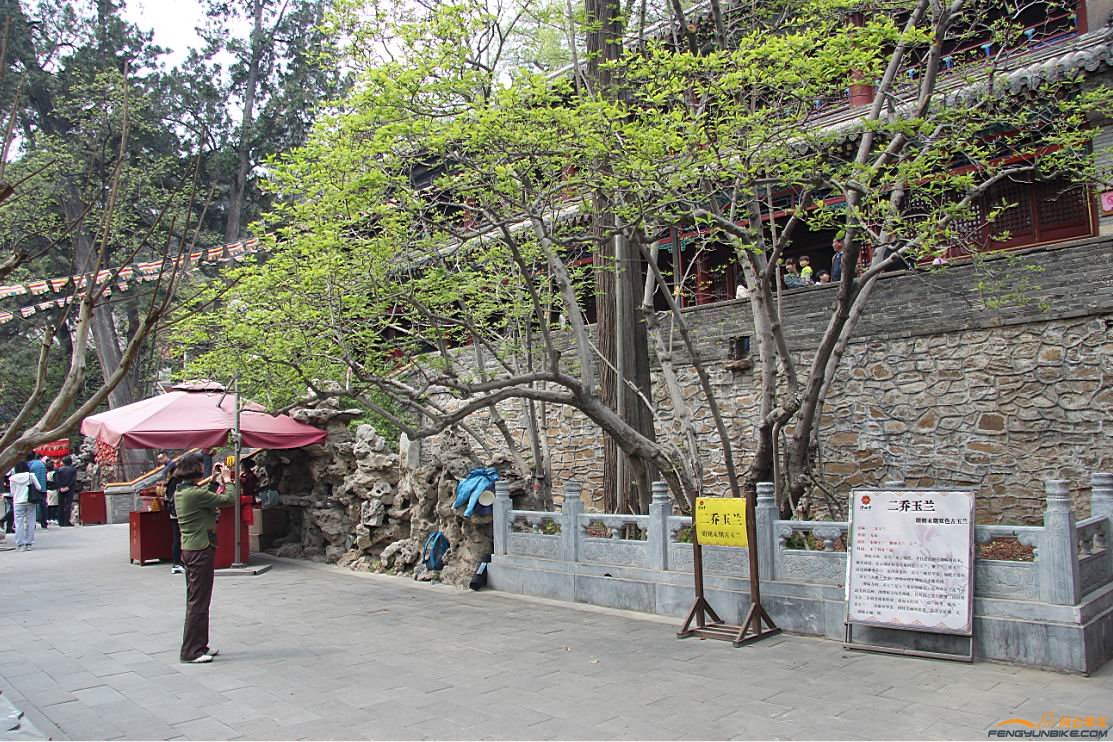 二乔玉兰，明代的。