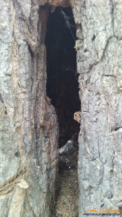 树洞