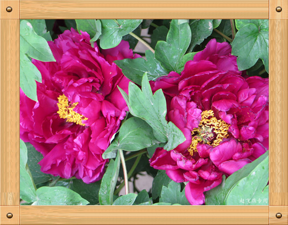 照片 4383_副本_副本.jpg