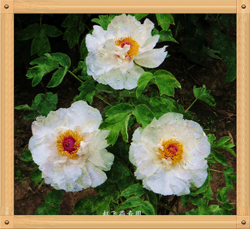 照片 4387_副本.jpg