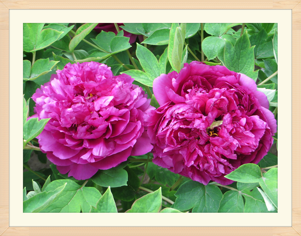 照片 4388_副本_副本.jpg