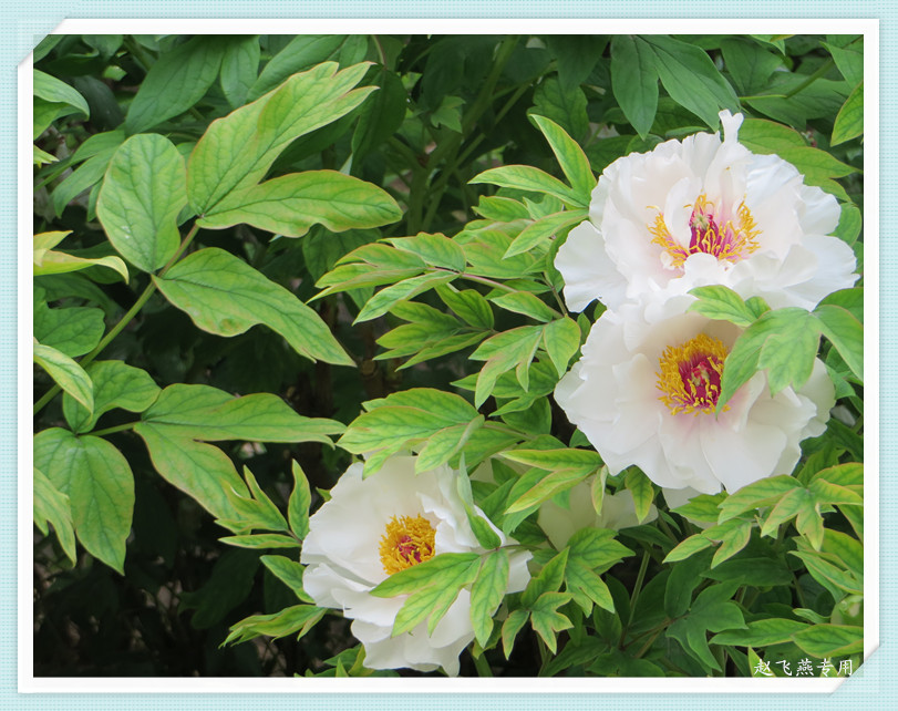 照片 4389_副本_副本.jpg