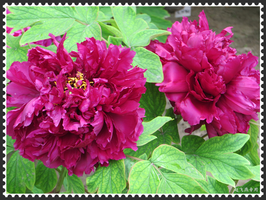 照片 4385_副本.jpg