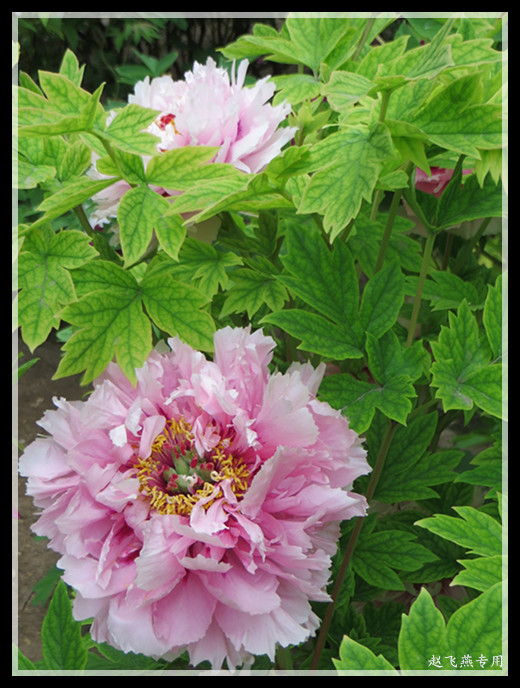 照片 4396_副本_副本.jpg