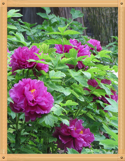 照片 4413_副本_副本.jpg