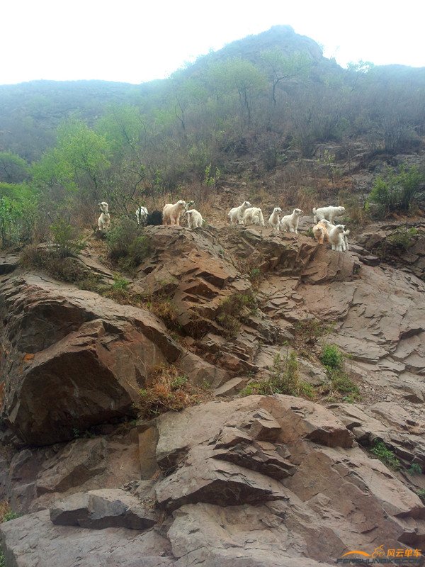 悬崖下的小羊.jpg