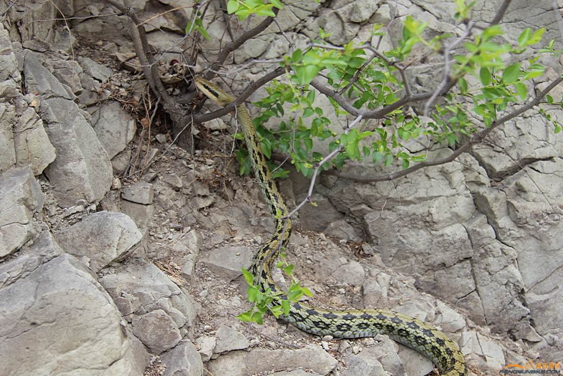 有蛇呀！快来看