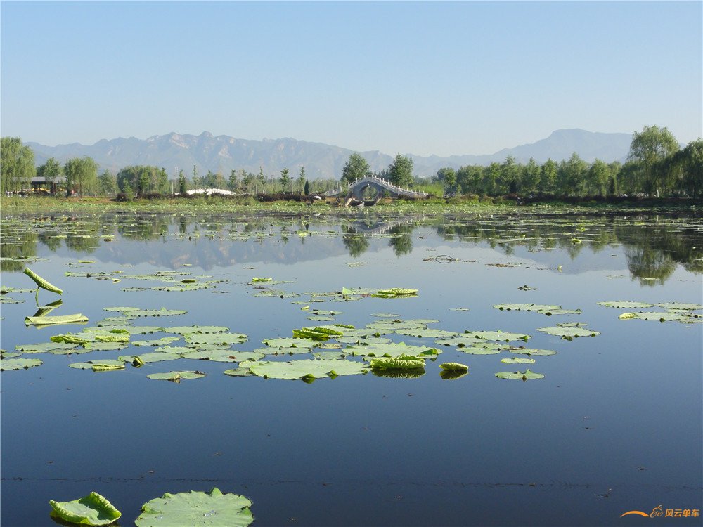今天的荷花塘