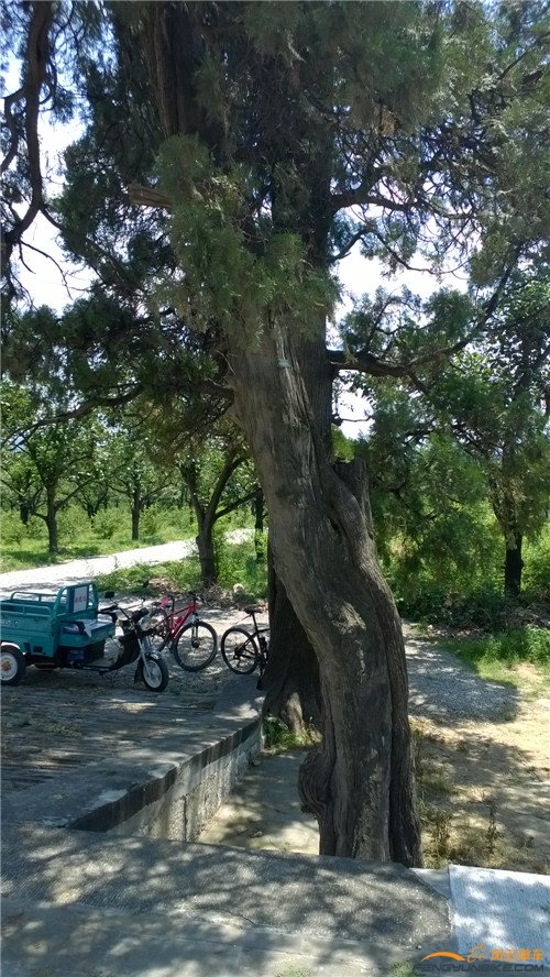 裕陵 正统 天顺2_副本.jpg