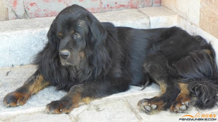 这只有点像藏獒