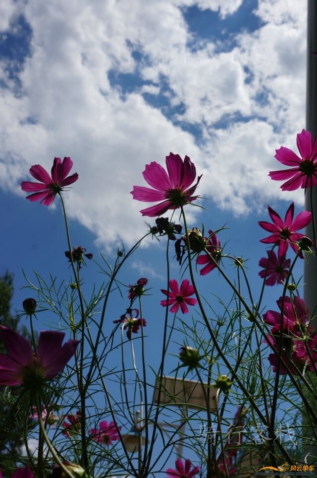 野鸭湖的花花世界.jpg