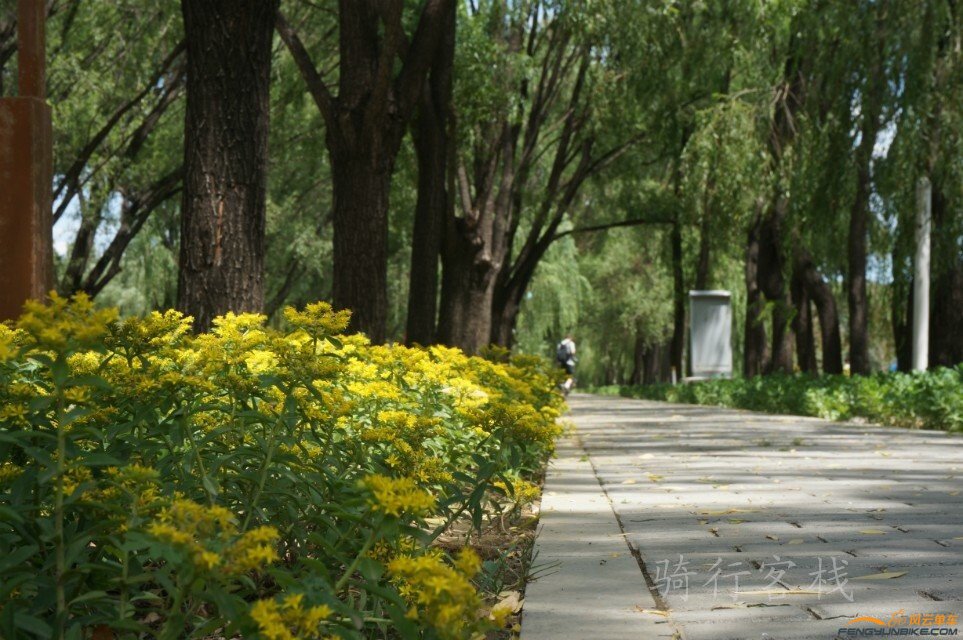 野鸭湖的花花世界3.jpg
