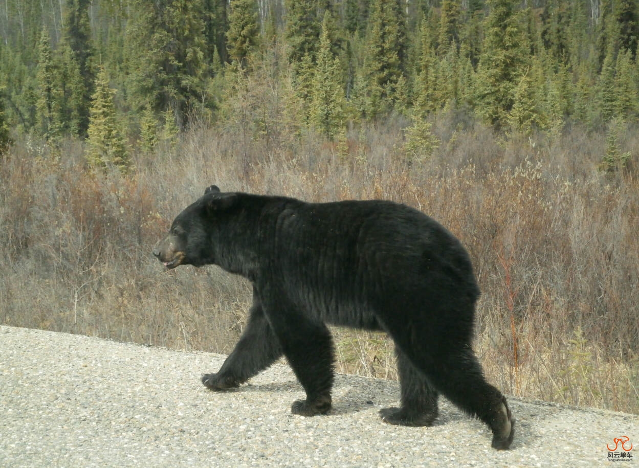 路上遇到的黑熊