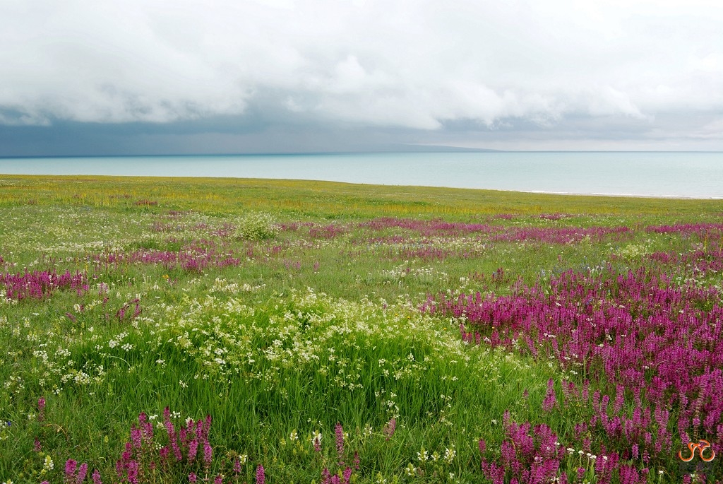 青海湖9.jpg