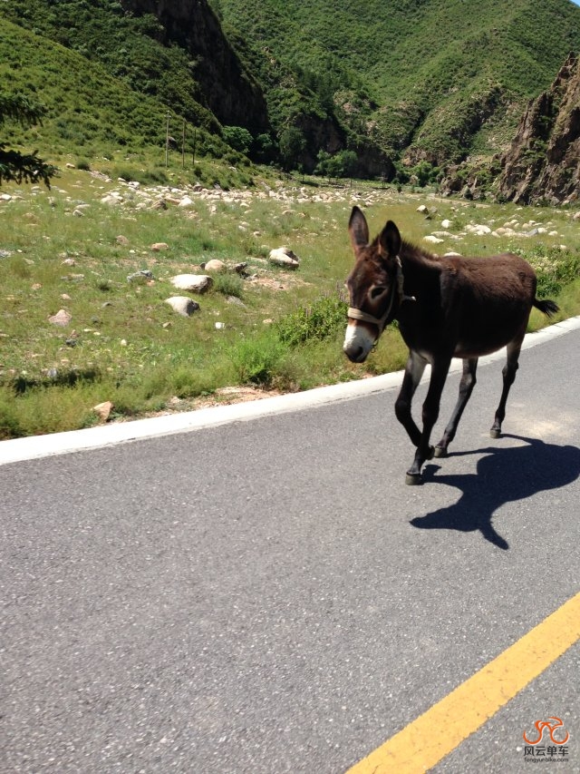 小毛驴