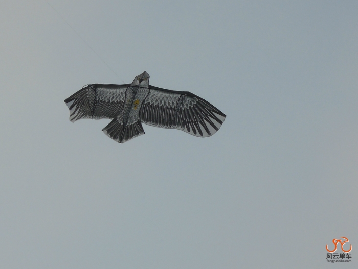 放飞雄鹰