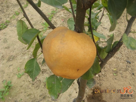 BigBull_骑3 032.jpg