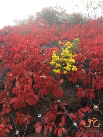 国庆百里画廊 128.jpg