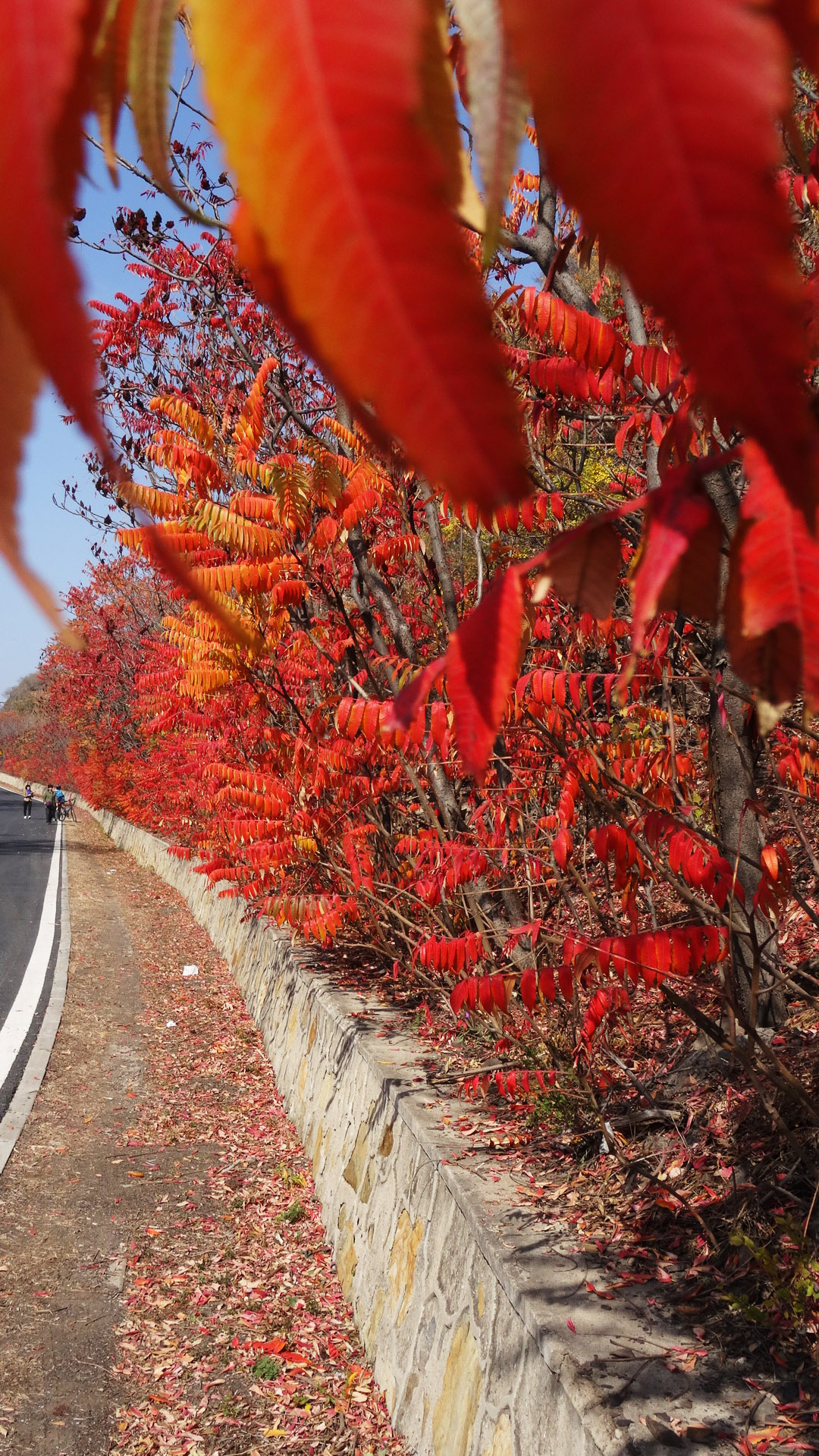 路边美丽的红叶