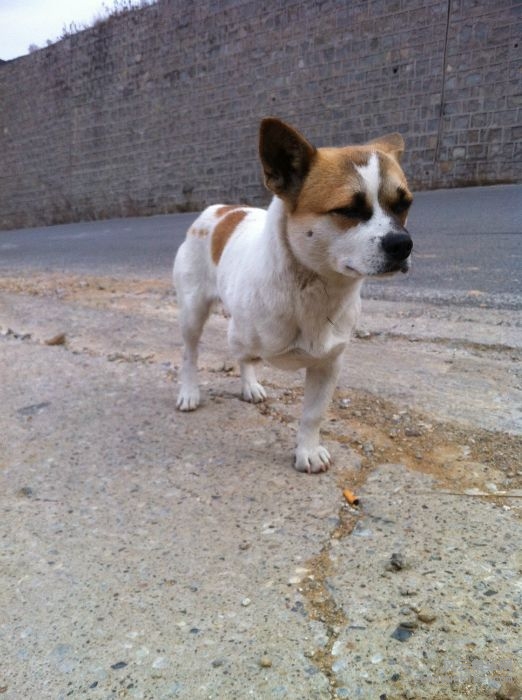 3条腿的小狗 我们大家叫他：狗坚强！