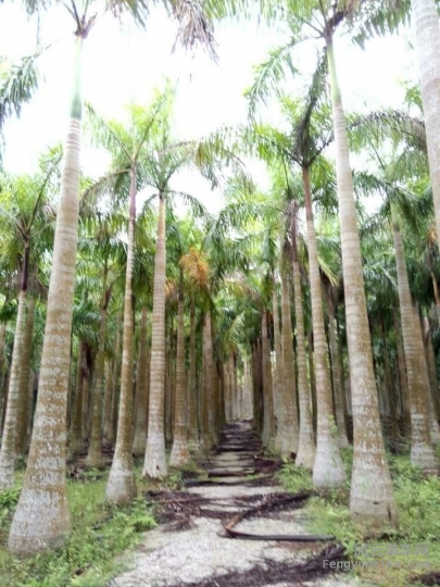 椰林