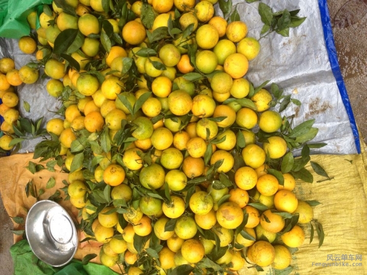 琼中绿橙