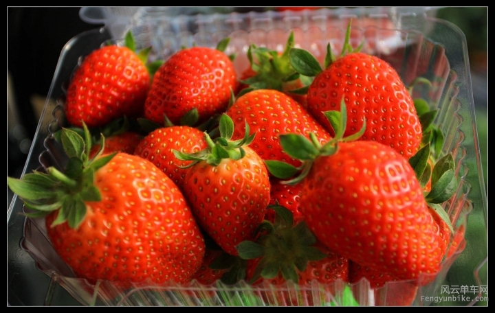 别人采摘的草莓