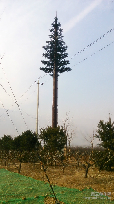 凤凰岭前面路上的一棵假松树 搞不懂是做什么用的 百思不得其姐