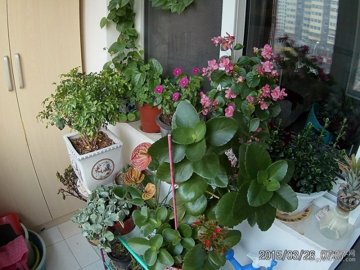 20150326_070728.JPG