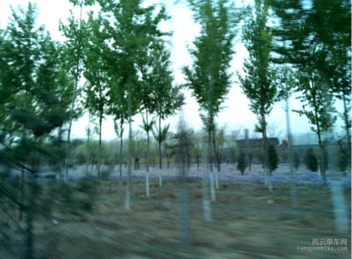 路边、林间紫色的兰花格外清新