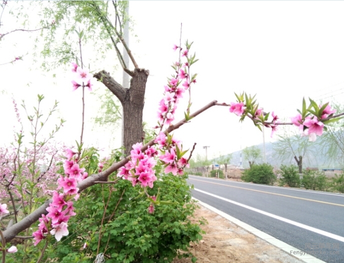 昌金路桃花，一路是最亮眼的粉红色
