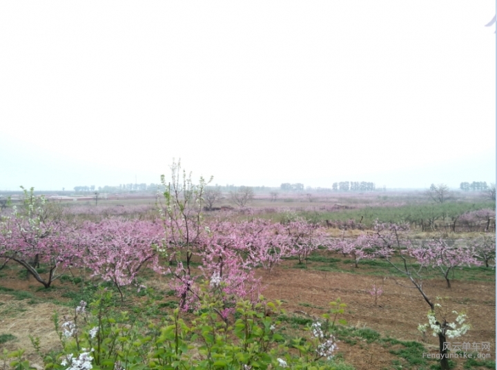 正是桃花最好的时候