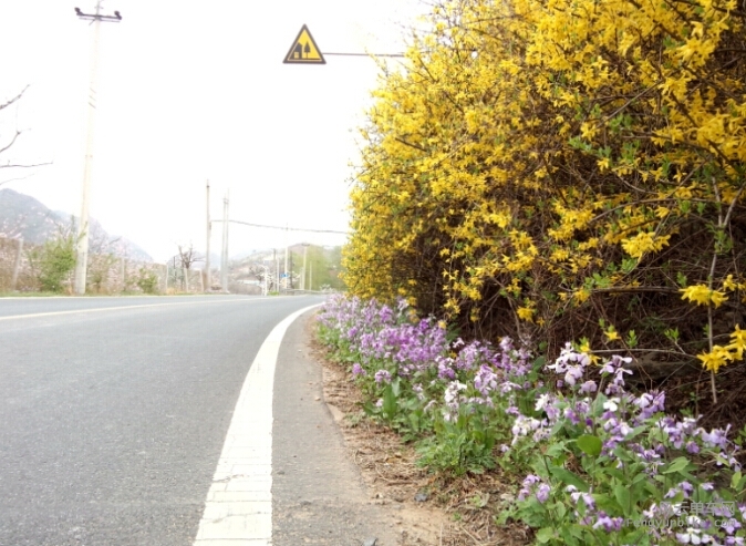 25-黄色迎春-紫色二月兰.jpg
