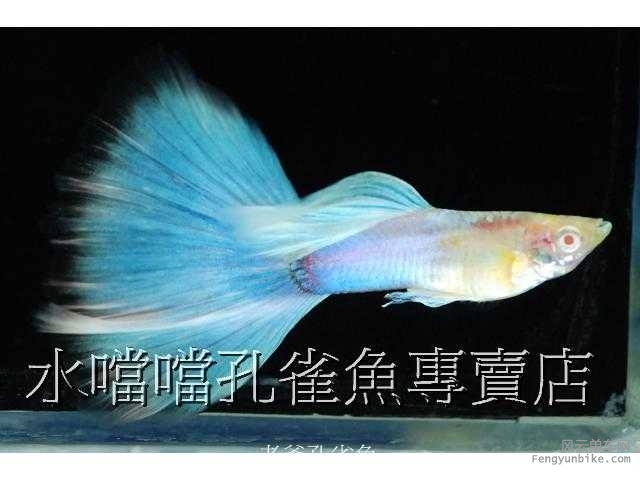水噹噹孔雀魚002.jpg