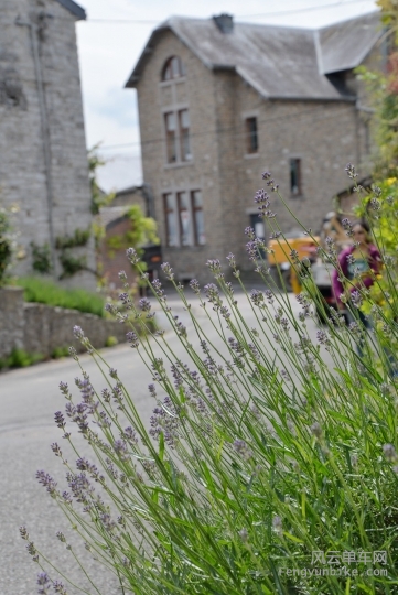 坡底路边的小花