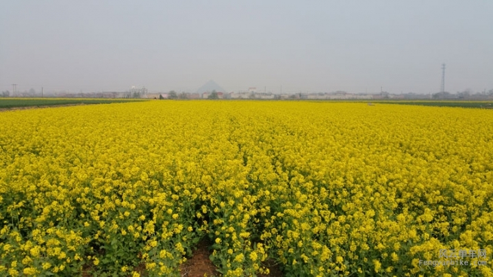 油菜地后面的金字塔一直不知道是什么。