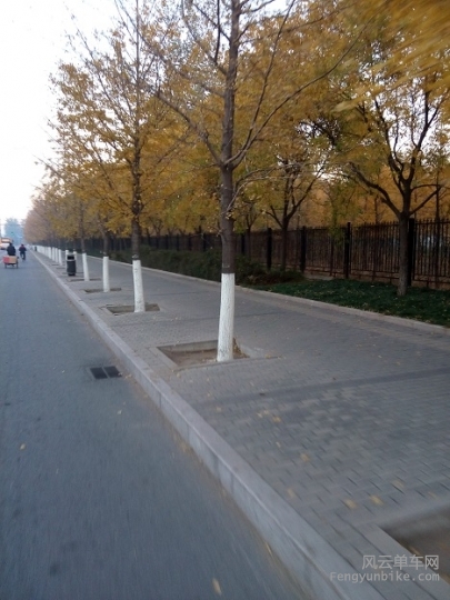 20141109骑行06西四环的银杏树.jpg