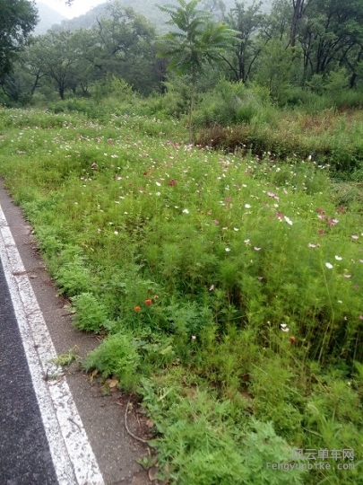 20150719骑行17路边野花.jpg