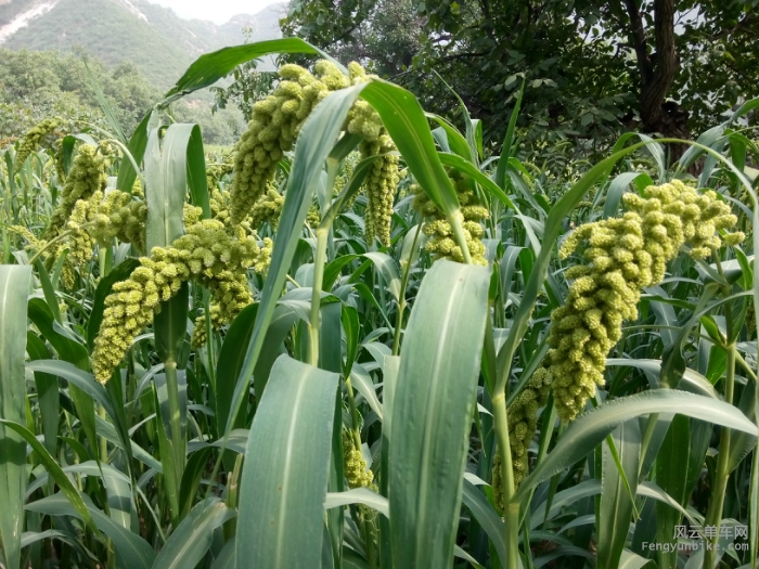 这个我认识，不是叫小米喔，叫谷子。哈哈