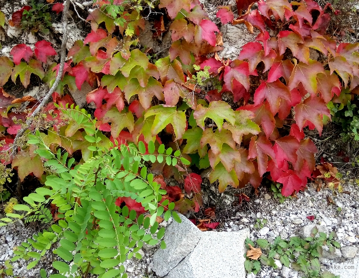 爬山虎也开始泛红