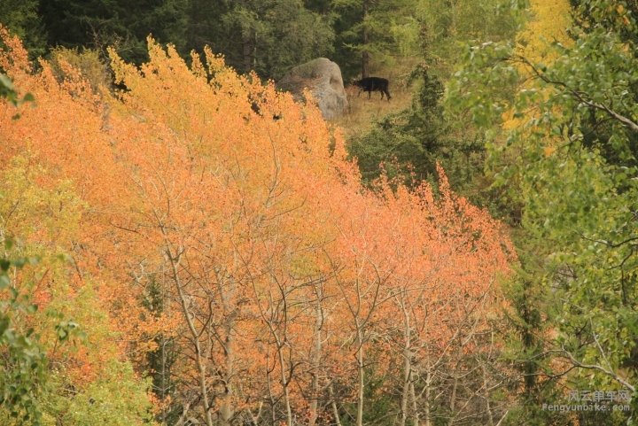 IMG_6467 - 副本.JPG