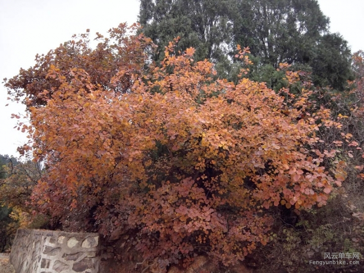 IMG_20151108_093631.jpg