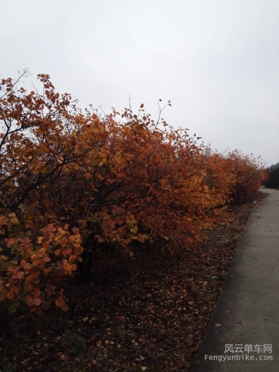 IMG_20151108_095856.jpg