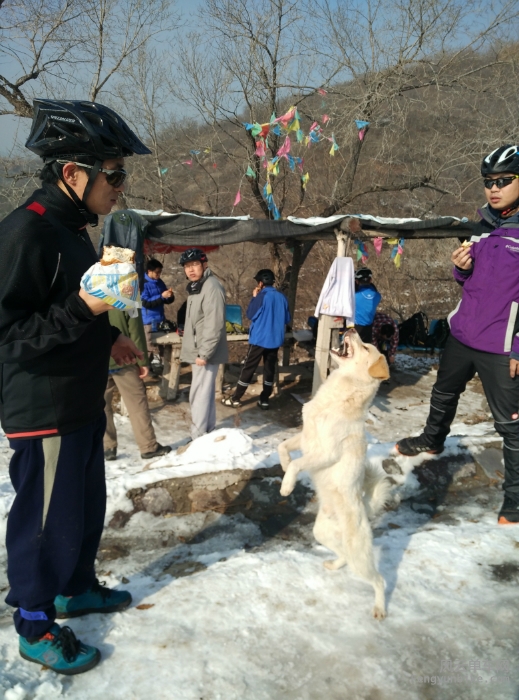 午餐时间与狗狗互动